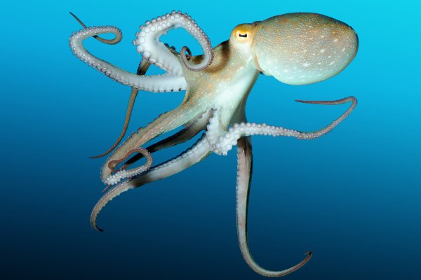 Kraken это современный маркетплейс